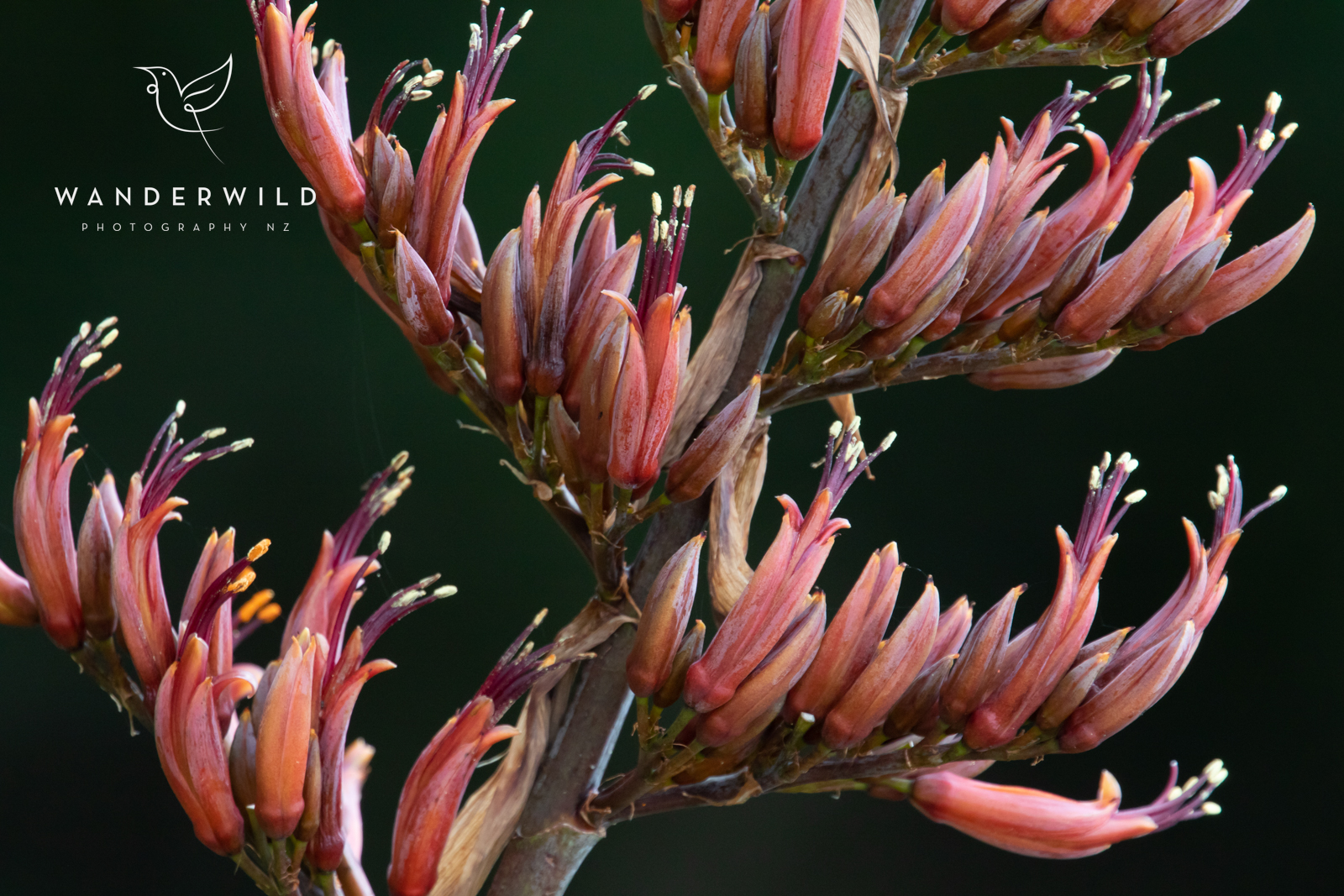 Flax flowering - Wanderwild Photography NZ